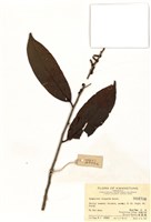 藏品(楊桐葉灰木)的圖片